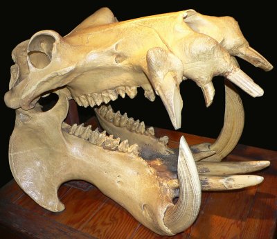 You never want to meet the animal that owns this skull